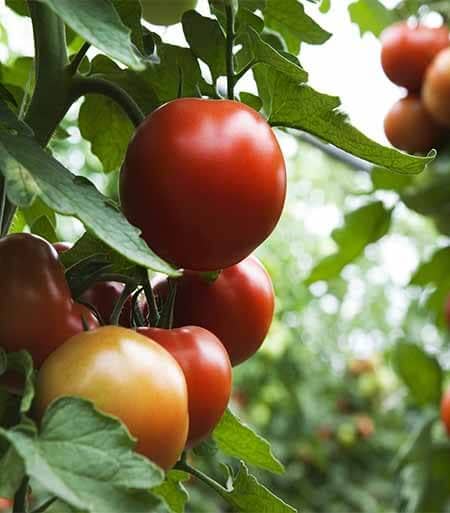 tomates de termporada