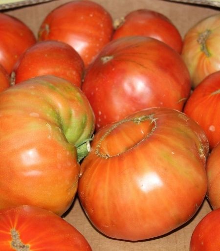 tomates huerta 1