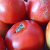 tomates de temporada de la huerta